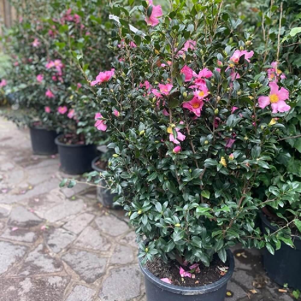 piante da regalare per il Natale - Camelia sasanqua