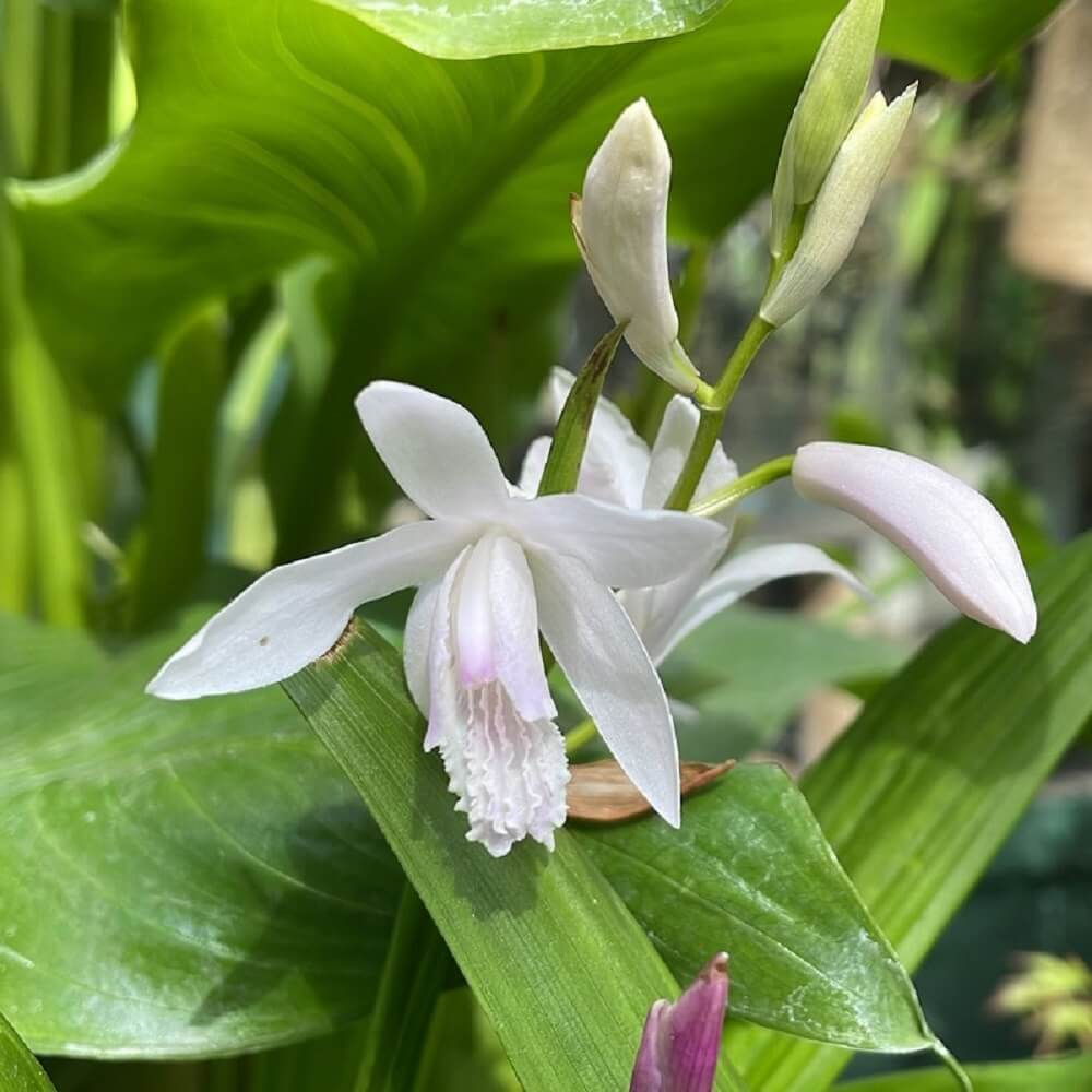 piante da regalare per il Natale - Orchidee - Bletilla striata