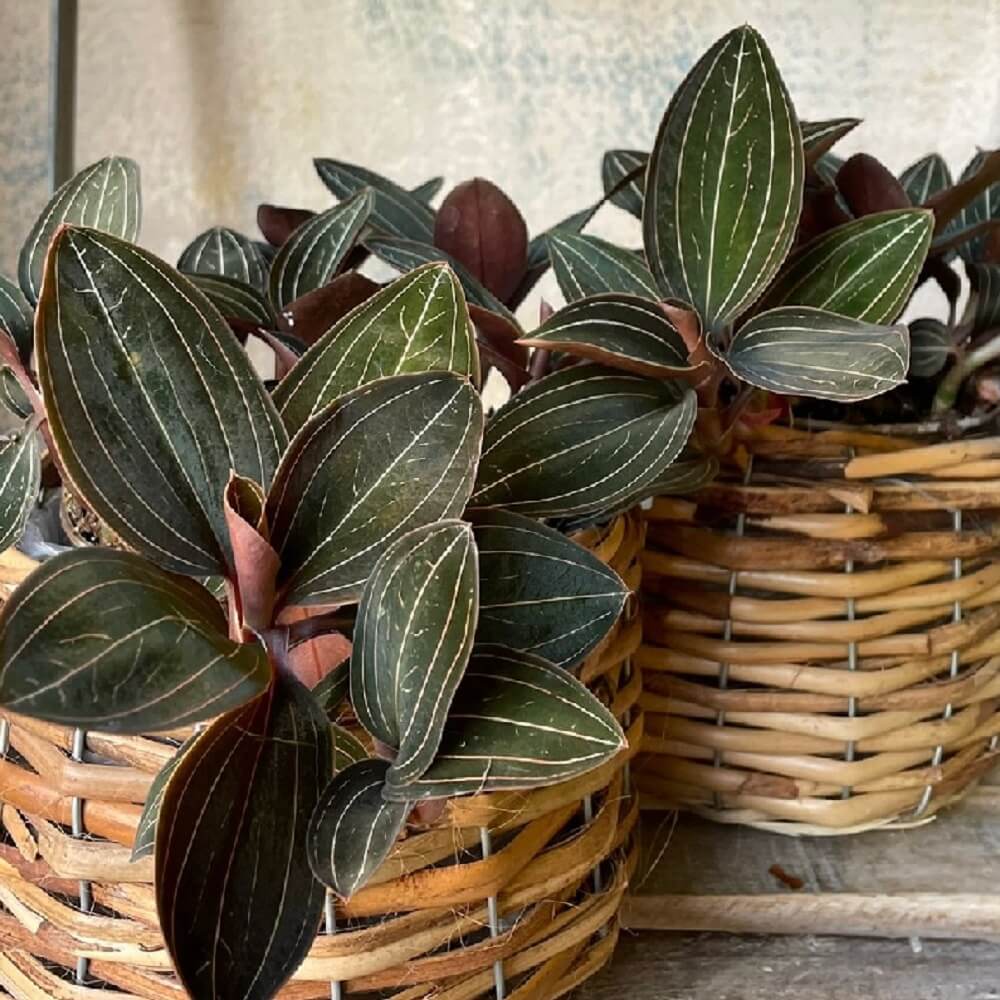 piante da regalare per il Natale - Orchidee - Ludisia