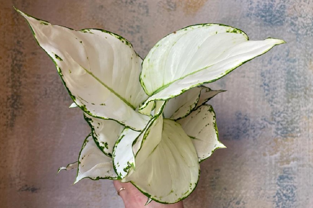 Aglaonema White Joy