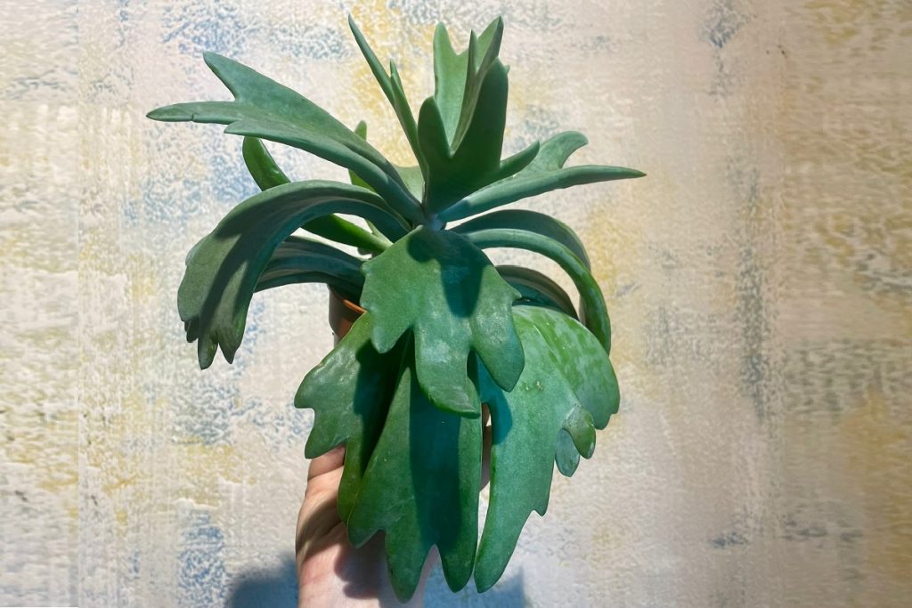 Coltivare il Cotyledon orbiculata