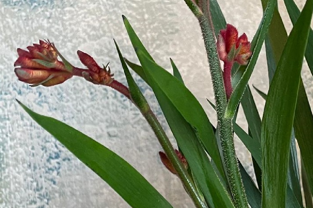 coltivare gli Anigozanthos