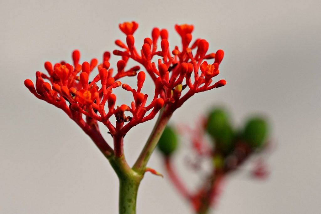 jatropha corallo