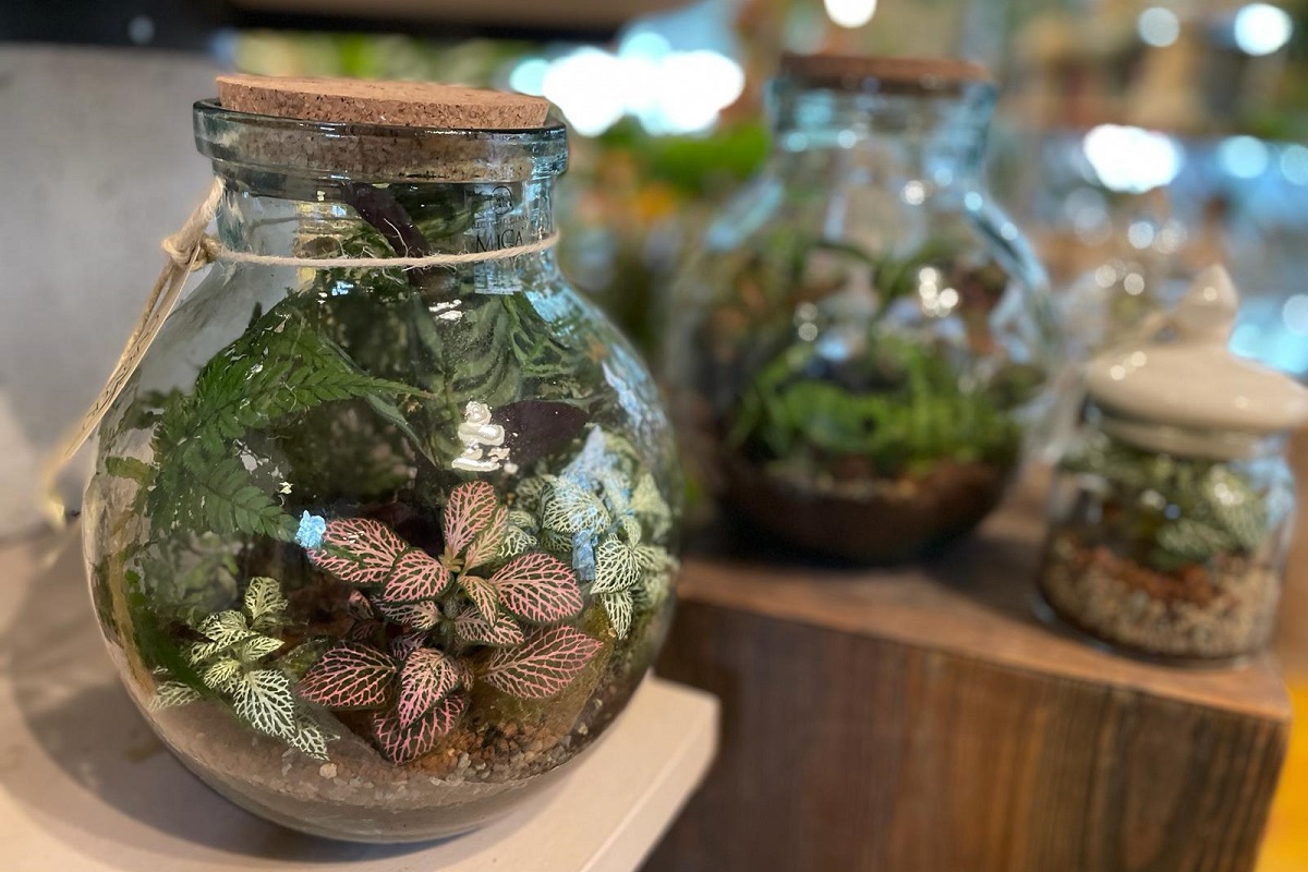 coltivare un terrario
